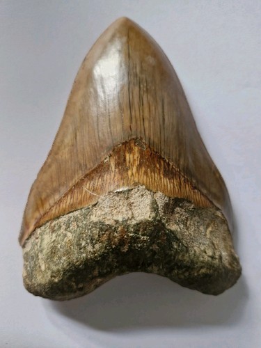 Megalodon shark tooth fossil