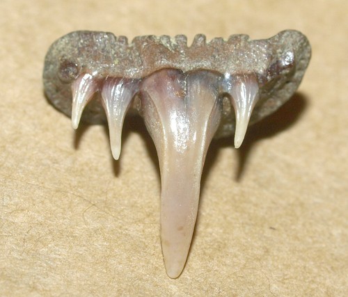 Dente squalo fossile - di,