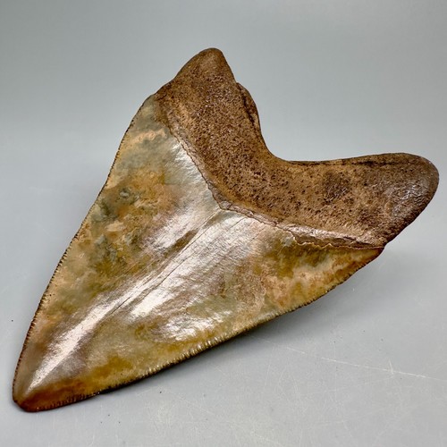 Dente squalo megalodon - dente,