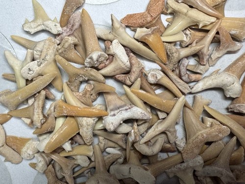 Lot 100 fossil - lot, wholesale