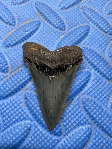 Angustidens dente squalo - angustidens,