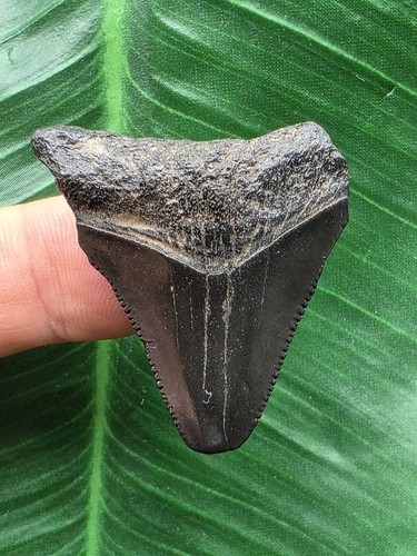 Dente nero del megalodonte 7 - dente,