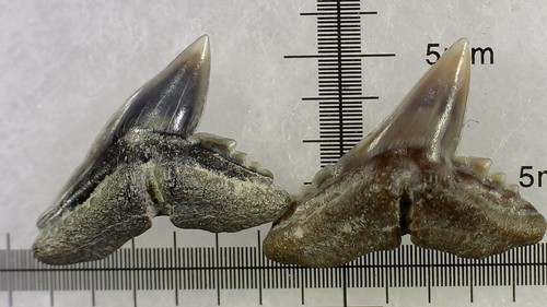Shark tooth dents - shark,