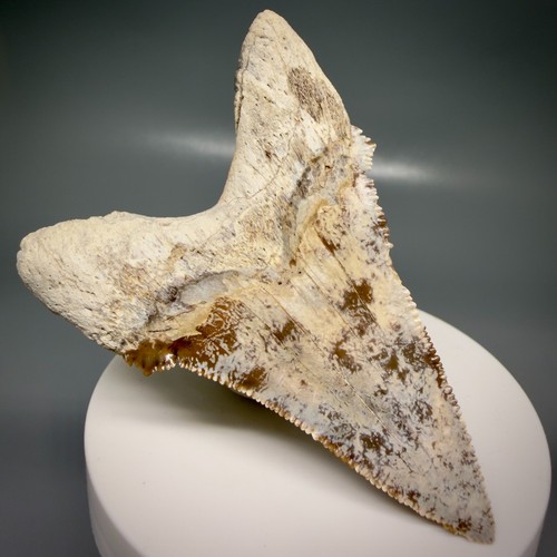 Super colorful fossil - colorful, 2.96"