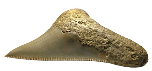 Rare megalodon shark tooth - rare, 2"