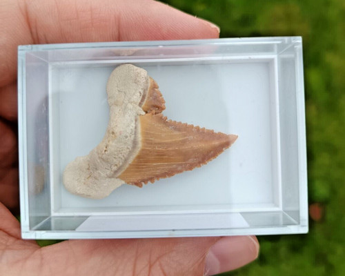 Scarce box palaeocarcharodon - scarce,