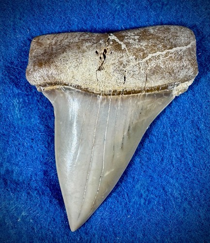 Fossile dente squalo mako a - mako,