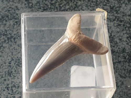 Shark tooth dent requin - tooth,