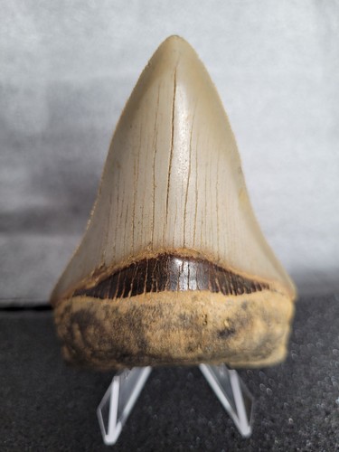 Megalodon shark tooth fossil