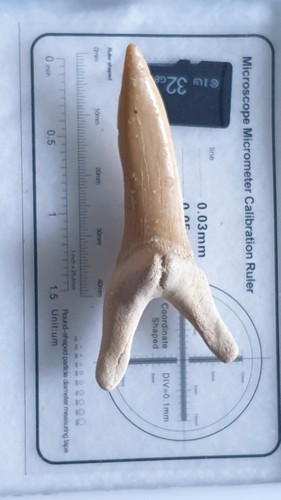 Shark tooth dent requin - du,