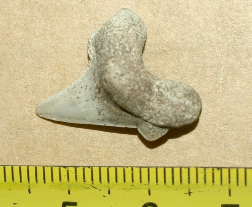 Cretoxyrhina mantelli dente - mantelli,,