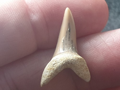 Dente squalo - dente, di