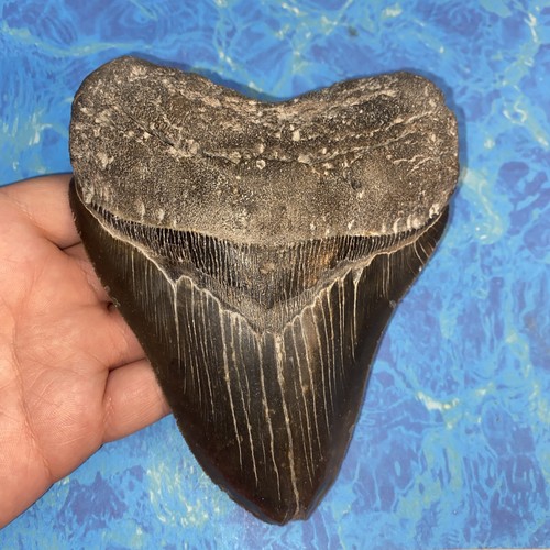 Megalodonte dente squalo - megalodonte,