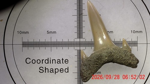 Shark tooth dent - shark,