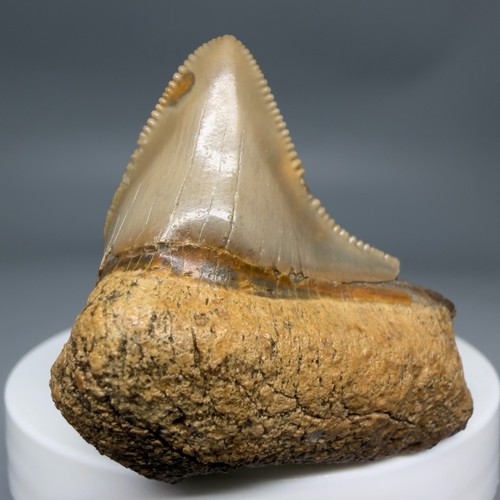 Dente squalo megalodon - squalo,