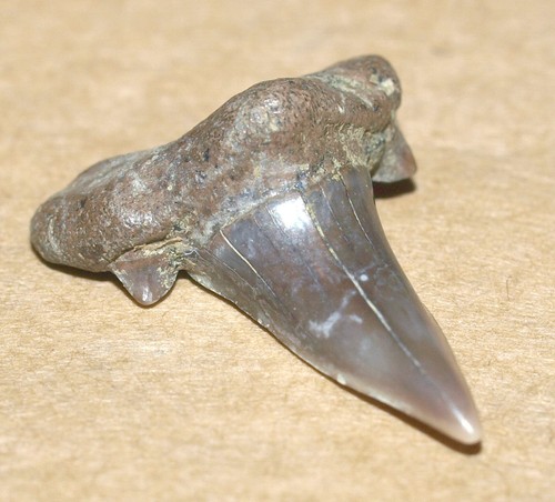Cretalamna sarcoportheta