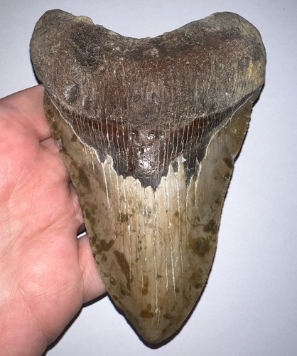 Enorme dente squalo fossile - dente, di