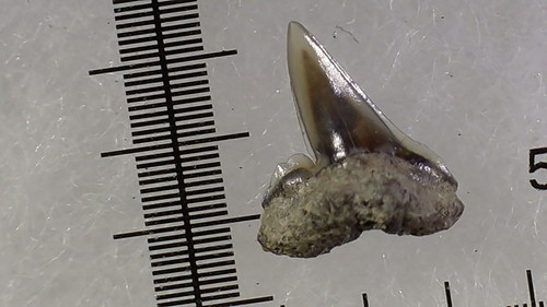 Shark tooth dent - tooth,