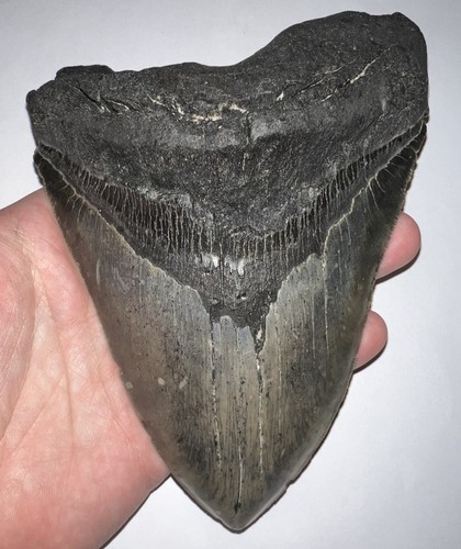 Monster megalodon dente - dente, di