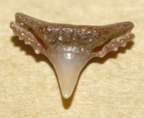 Fantastic dente squalo - dente,,