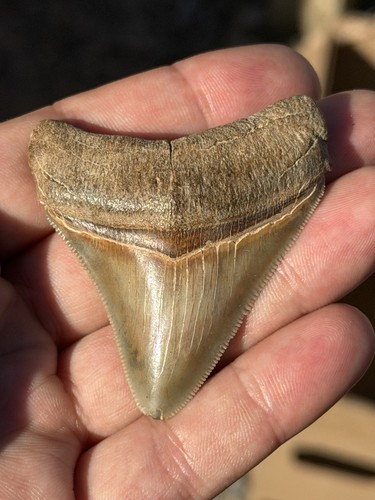 Megalodonte dente squalo - megalodonte, di
