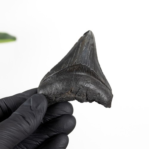 Inch megalodon shark tooth - inch,
