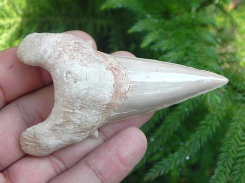 Denti squalo obliqui xxl - denti,