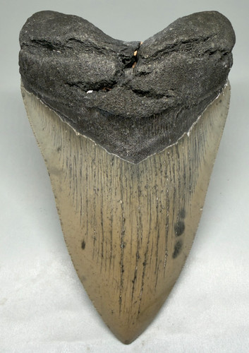 Killer shape dente - dente, squalo
