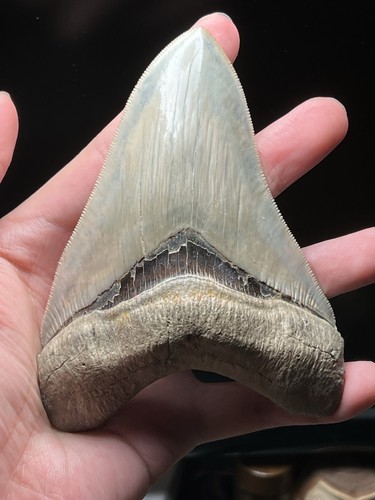 Dente squalo fossile - squalo,