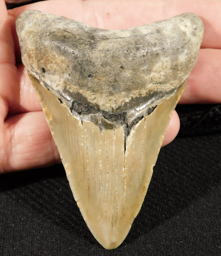 Grande dente fossile aaa - fossile,