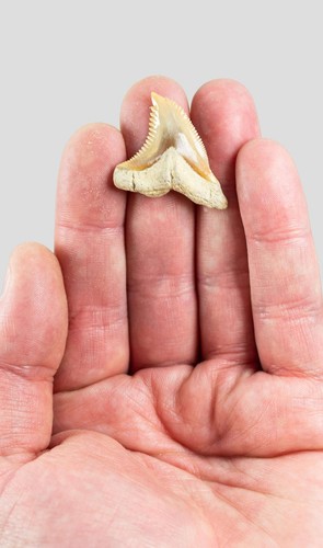 Hemipristis serra extinct - serra,