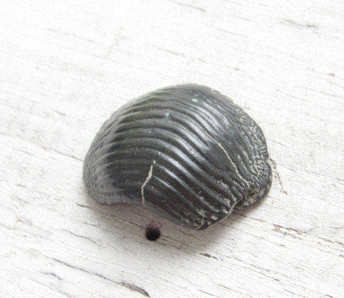 Raro dente fossile ptychodus - fossile,