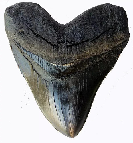 Prehistoric planet store - store, 5,5