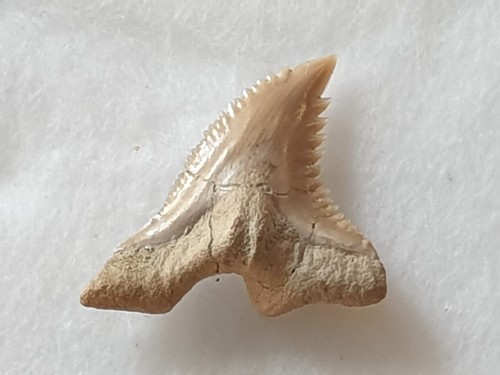 Shark tooth dent requin - dent,