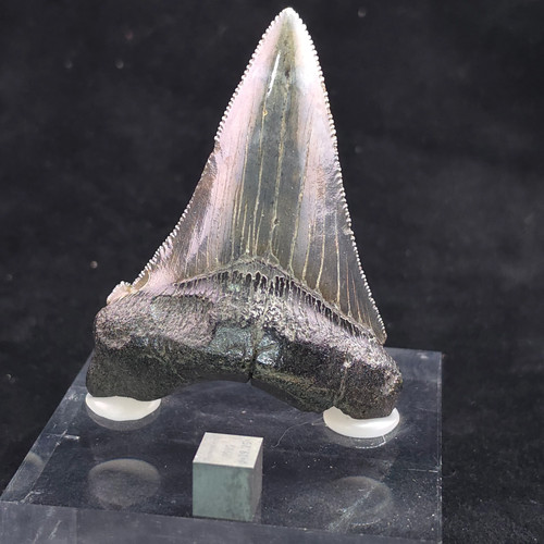 Angustidens shark tooth - angustidens,