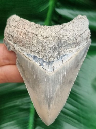 Dente megalodonte cm - di,