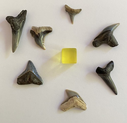 Different miocene fossil - 6,