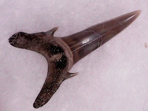 Dente squalo odontaspis - di,