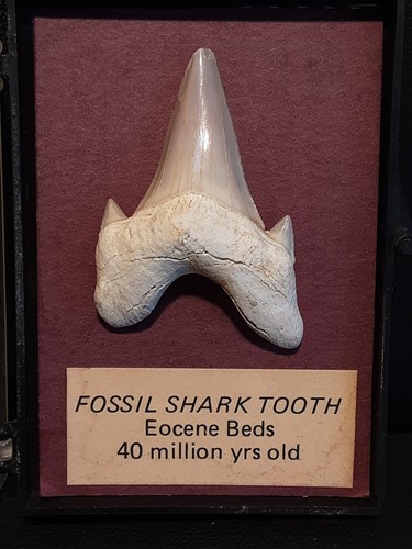 Large specimen mil years - large,