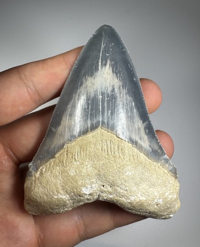 Dente squalo megalodonte - dente, di