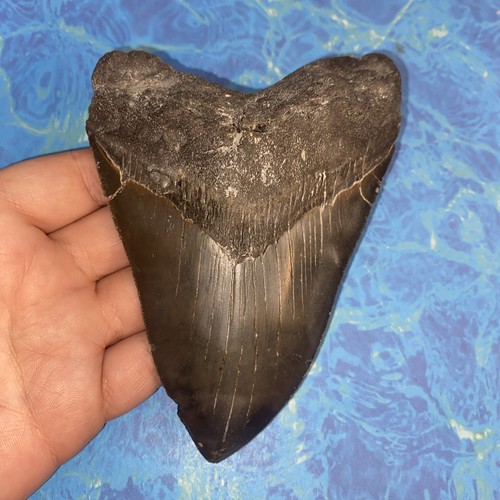 Megalodonte dente squalo - dente,