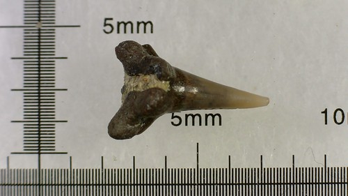 Shark tooth dent - -,