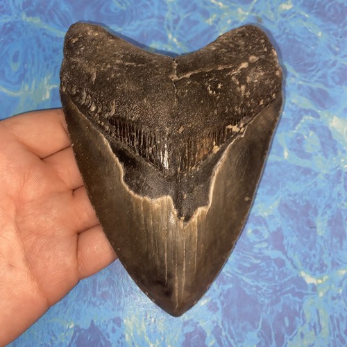 Megalodonte dente squalo - dente,