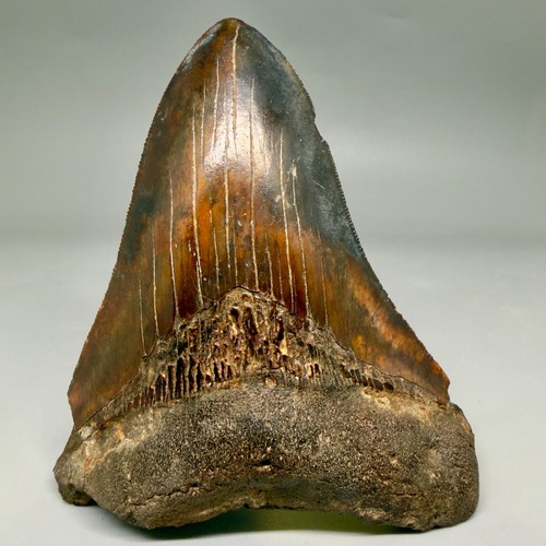 Dente squalo megalodon - dente,