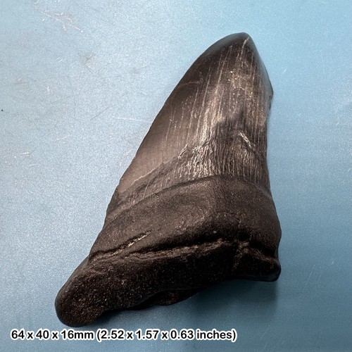 Authentic carcharodon - authentic,