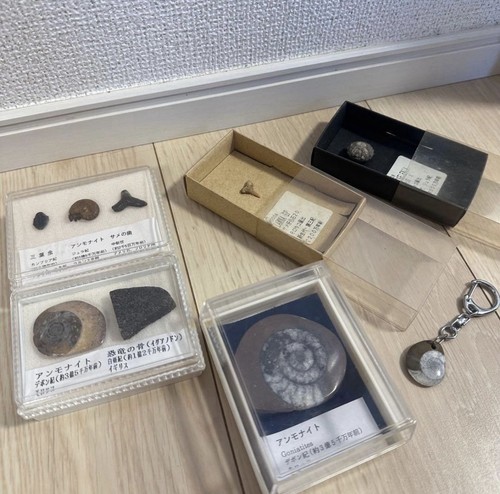 Lotto osso dinosauro goniati