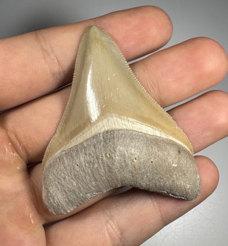 Dente squalo megalodonte - di,