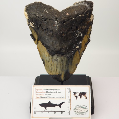 Dente squalo fossile - squalo,