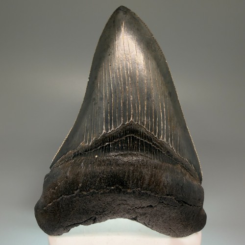 Nice quality serrated - 4.10",