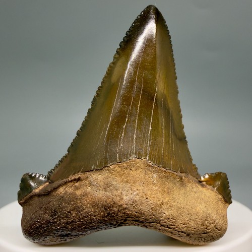 Bellissimo dente squalo - di,